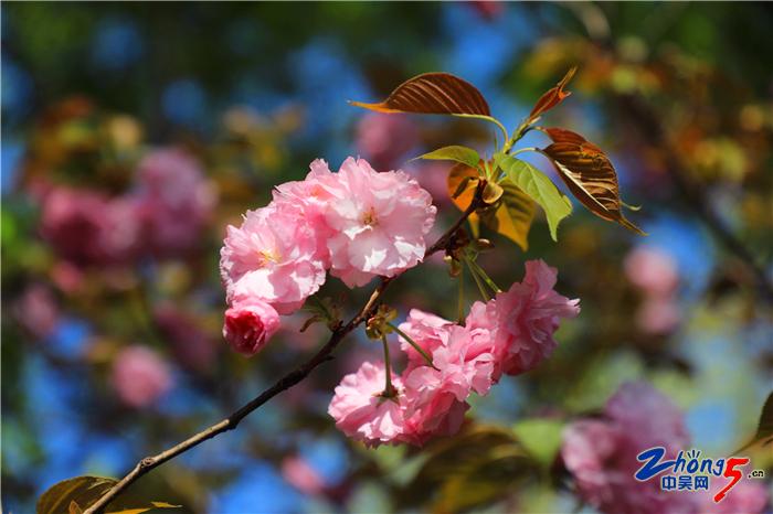 百花社區(qū)村天氣預(yù)報更新通知